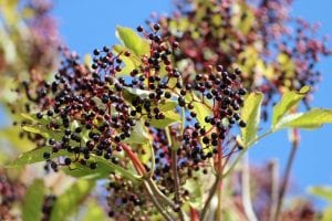 Elderberry botanicals