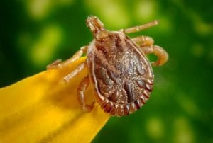 tick Lymes disease