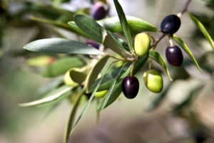 olives on branch with leaves